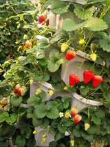 Smart Farm Kit